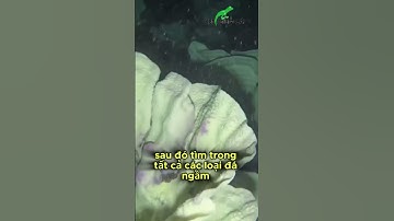 TẬP 6: Quần đảo Solomon, tìm kiếm cá Sumi hành trình khó khăn! #xemgiumcai #shorts