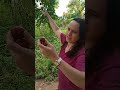 Siriguela Fruit in Minas Gerais, Brazil
