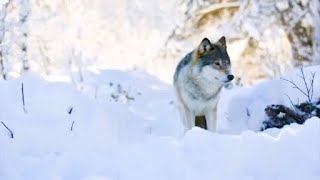 State having issues finding wolves for reintroduction plan