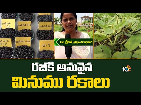 Varieties of Millet suitable for Rabi | రబీకి అనువైన మినుము రకాలు | Matti Manishi | 10TV News - 10TVNEWSTELUGU