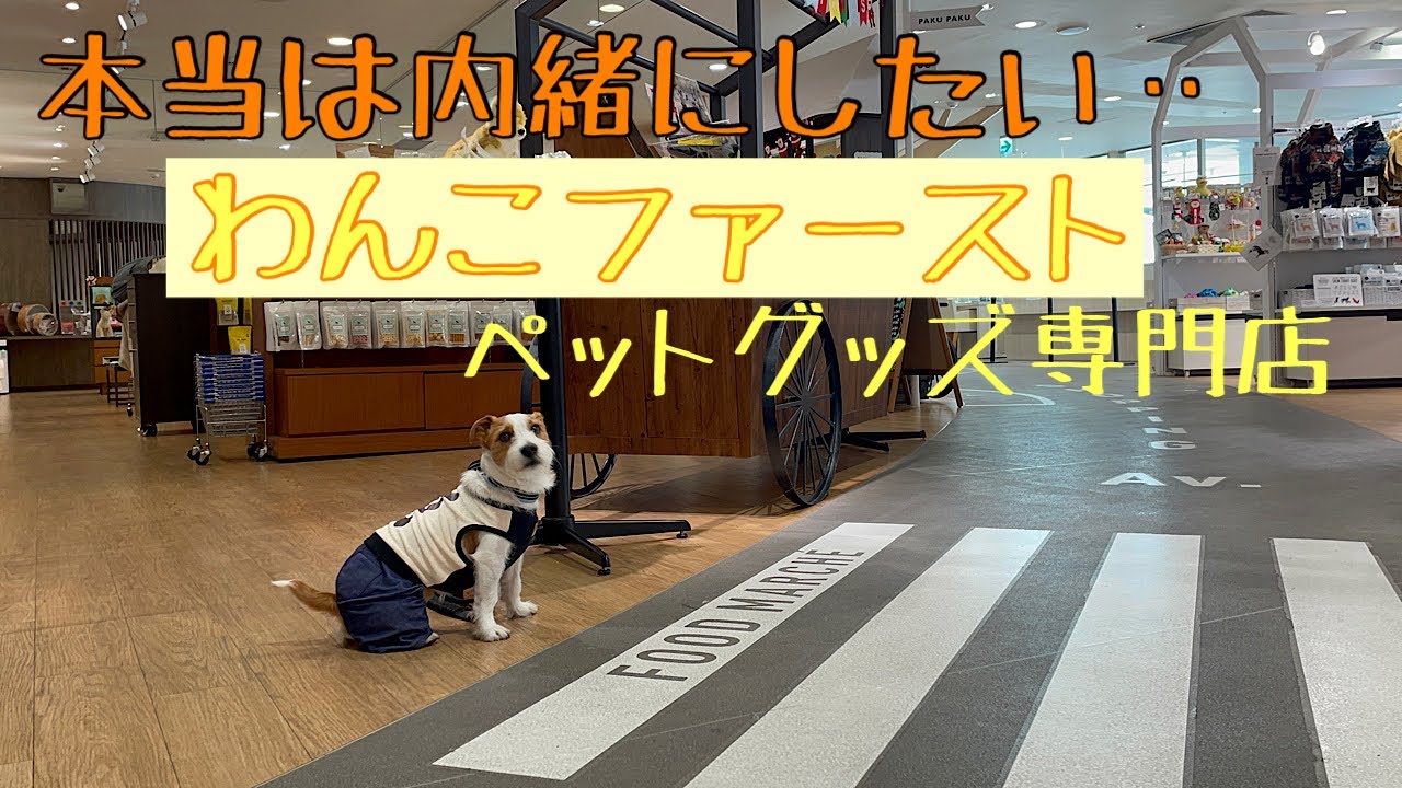 こんなペットグッズ専門店みたことがない！わんこの目線にたった素敵な場所