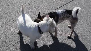 West Highland White Terrier (Westie) Bobby. Pleasant meetings by Elena & Bob 441 views 1 month ago 1 minute, 31 seconds