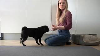 Vi ses i morgen virtuel skyskraber Gi' pote: Lær din hund at give pote - YouTube