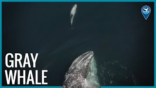 Gray Whales