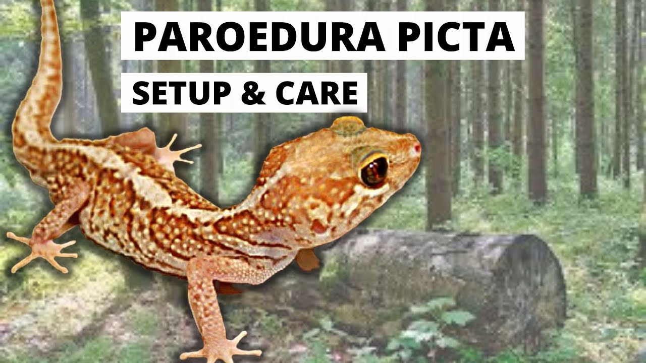 How to Setup and Care for Paroedura picta  Pt. 2