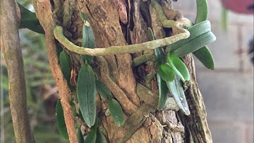 Nguyên bản Ngọc điểm tà cú, tà Đặng ,  Bình thuận. @huonglanrung  lh 0387018819