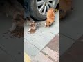 Funny videos of random animals compilation.  #funnyanimals