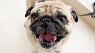 The Benefits of Adopting a Rescued Pug