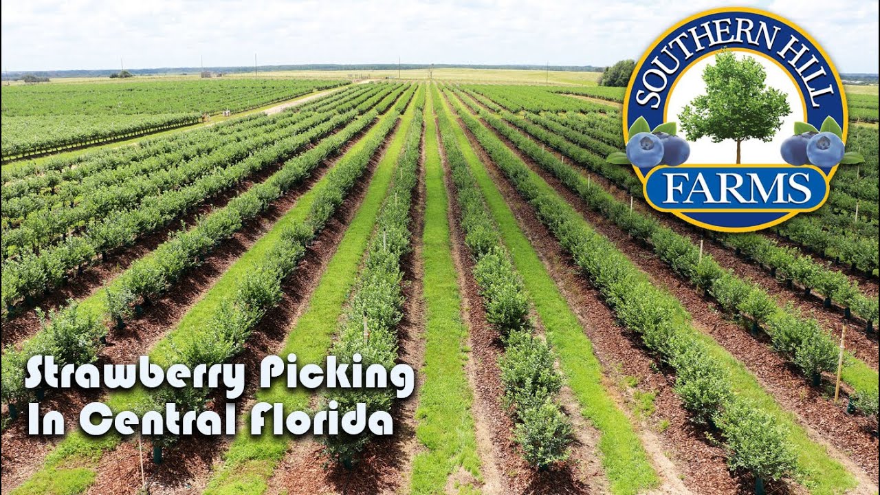 Picking Strawberries at Southern Hill Farms in Clermont, Florida YouTube