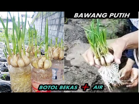 Video: Menanam Bawang Putih Mentol - Cara Menanam Bawang Putih Daripada Mentol