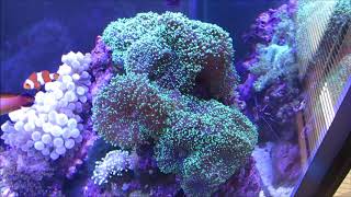 増え続けるヘアリーディスクコーラル(*^-^*) - YouTube