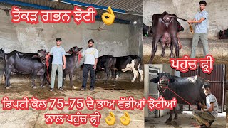 Dupty: 97819 84725/ buffalo for sale/12-6-26/ vedio lye:70090-48628