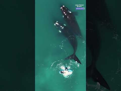 Watch paddleboarder fall into water after whale's sudden movement #Shorts