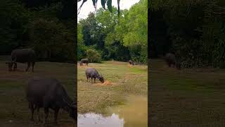 ក្របី shortvideo animal sorts buffalo