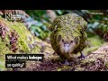 Kakapo: The Unique Parrot