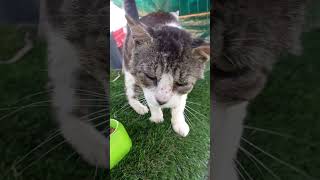 From feral to safe. Welcome to your new home Meow Meow #catsanctuary #feralcats