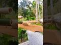 Bamboo gun ⚡#diy #bamboo1 #viral #bamboo #woodscraft #shortfeeds #creative #viralvideo  #shorts