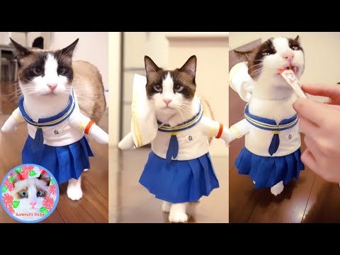 セーラー服を着て鳥を見たねこはこうなります  Cat cosplay