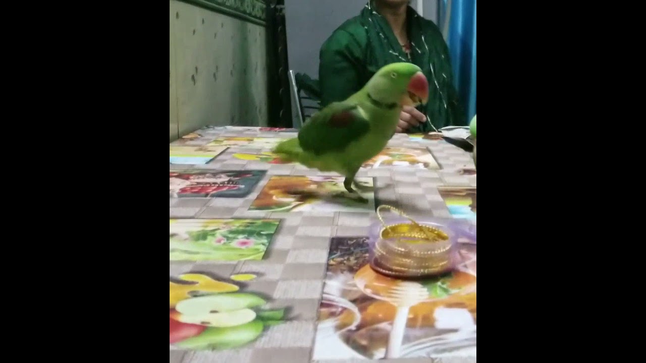 Daily Vlog | Parrots at my best friend's house… Faridabad Vlog Coming Soon