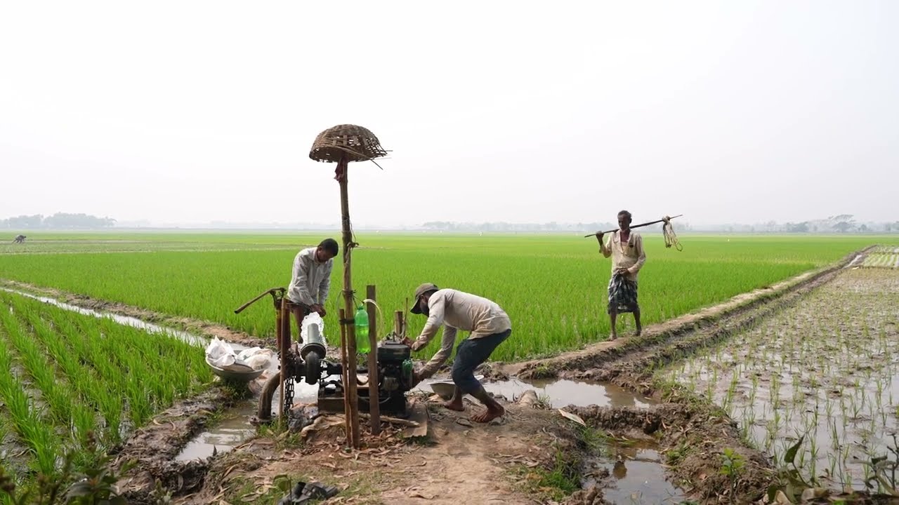 Introducing Crop Insurance for Farmers | BRAC Microfinance