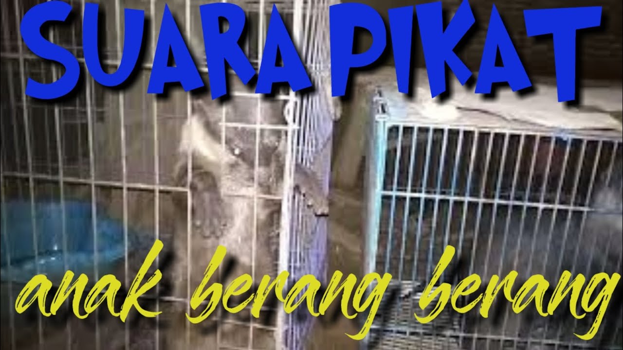 SUARA PIKAT ANAKAN BERANG BERANG - YouTube