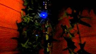 wellness flowers led vlakna2.AVI