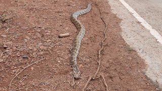 Rod Ke Kinare Mila Snake