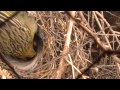 Cardenal amarillo muy cantor y padres criando