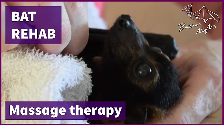 Baby bat gets massage treatment for wing injury. This is Edd (1).