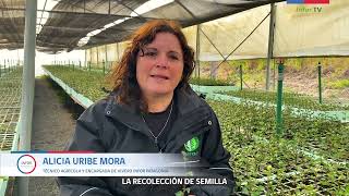 ALICIA URIBE MORA, TÉCNICO AGRÍCOLA Y ENCARGADA DE VIVERO INFOR PATAGONIA.