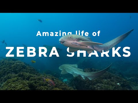 Zebra Sharks - Amazing Life of Mini Documentary