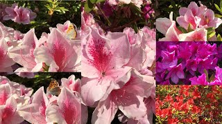 Spring Flowers in Japan 2021 (Part II)- Sound of Bees in flower garden - Relaxation
