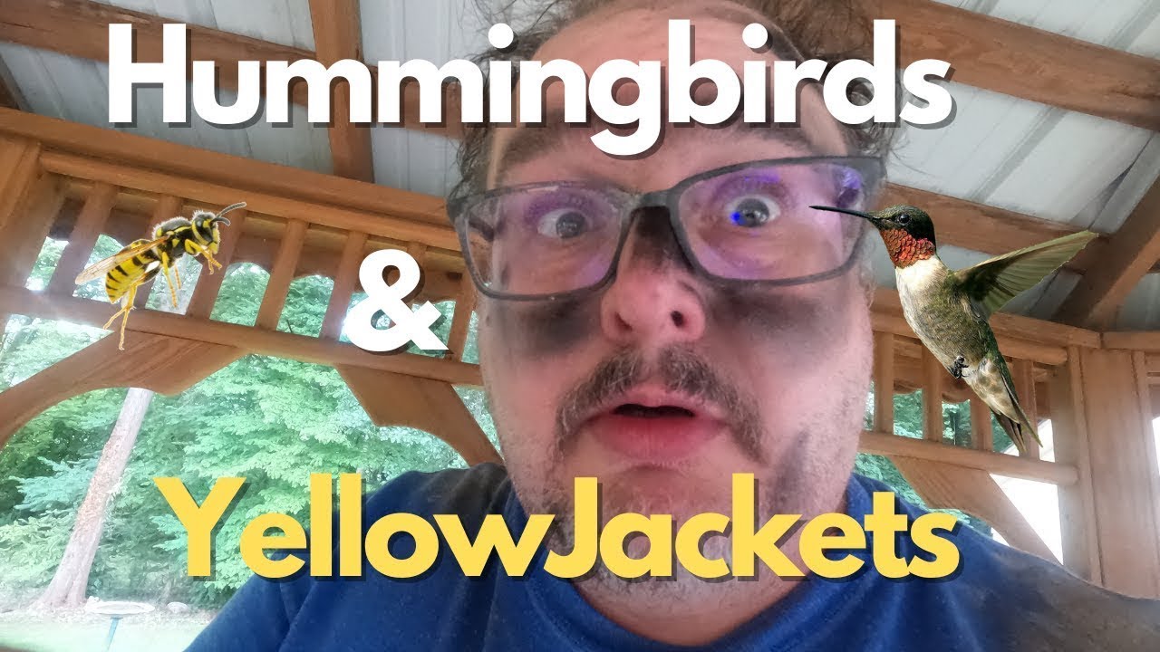 Hummingbirds and Yellow Jackets!! The Birds and the Bees! YouTube