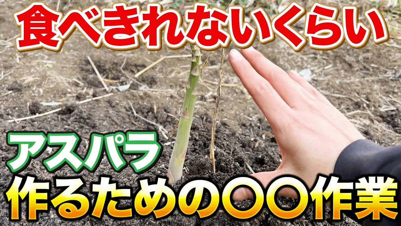 【サボっちゃダメ】大きくて太いアスパラを育てるなら〇〇作業は必須です