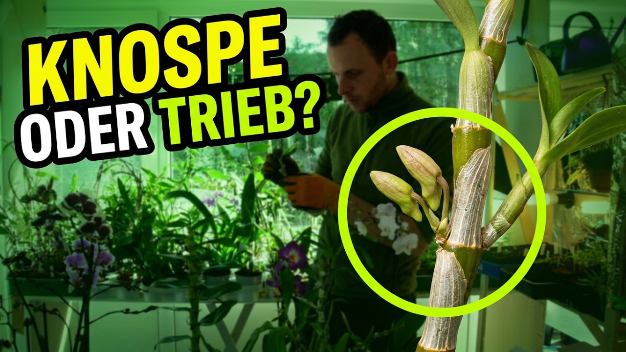 Dendrobium nobile pflegen: So blüht die Bambusorchidee wieder