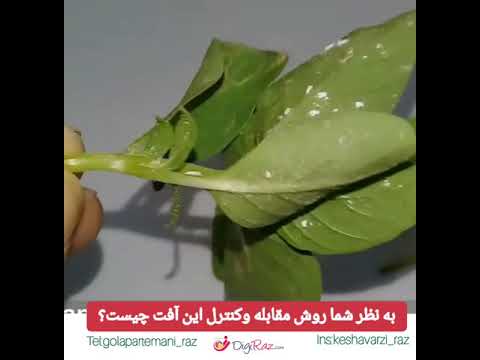 تصویری: ما تخت گل را از حمله آفات و بیماری ها نجات می دهیم