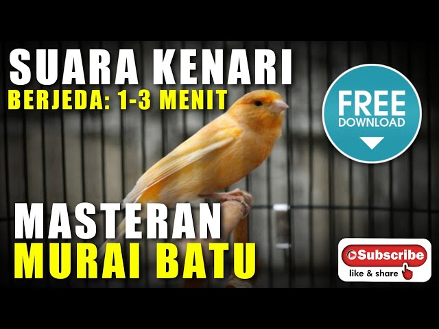 MASTERAN MURAI BATU 🔴 SUARA KENARI berjeda 1-2 agar burung mudah meresap suara masteran ini class=