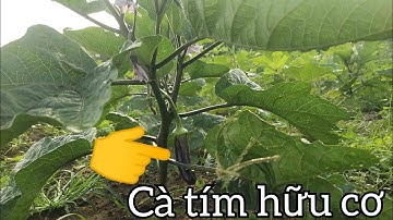 Khởi nghiệp ở nông thôn với cà tím đậu bắp trồng hữu cơ