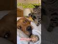 大切にしてるものなんだ、君にあげるね