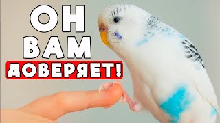 видео: Как заставить волнистого попугайчика ДОВЕРЯТЬ вам картинка: Как заставить волнистого попугайчика ДОВЕРЯТЬ вам