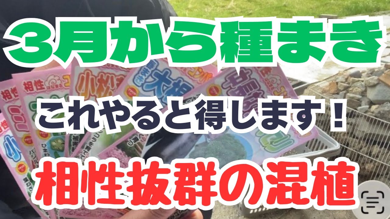 【コンパニオンプランツ】迷ったらこれ、最強の植え合わせ