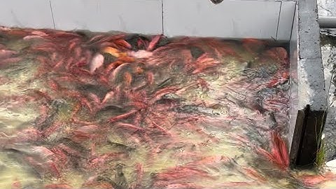 Khi sử dụng cám rô phi diêu hồng N5 nâng cấp thêm đạm kích phi tại hồ cá mới