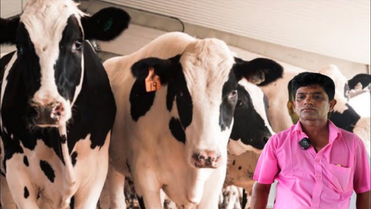 পাবনা জেলা চ্যালেঞ্জ সেরা মানের ইন্ডিয়ান মুন্ডি গাভী ও পেগনেন্ট বকনা বাছুরের দাম জানুন