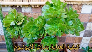 كيفية العنايةوالإكثار بنبات الأيونيوم      ( aeonium plant )