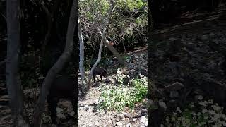 Kuşadası Milli park Domuzlarla beraber yüzüyoruz