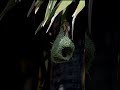 Mystery of weaver bird build making home Amazing bird construction 39#wildlife #funny #trending