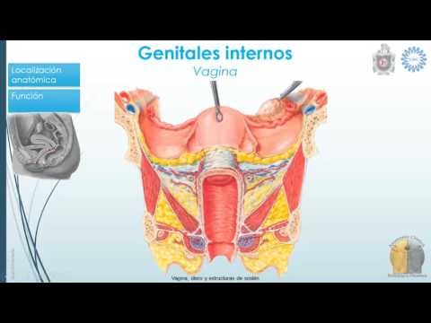 Vídeo: Sistema Reproductor Femenino Anatomía, Diagrama Y Función - Línea De Salud