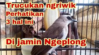 cara mengatasi trucukan yang ngeriwik biar cepat ngeplong