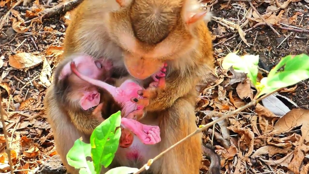When the baby monkey was suckling, the mother looked at her baby's feet and was afraid.