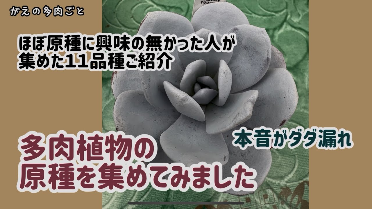 多肉植物　Clara群生 Introducing 11 Succulent Species Collected by Someone Who Barely